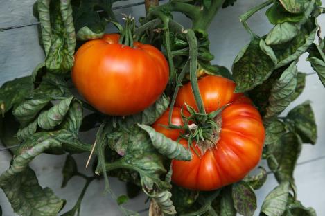 Pakis - Tomat ZURICH ORIGINAL, maheseeme, pärandsort