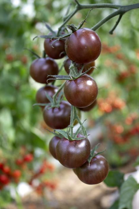 Pakis - Kirsstomat BLACK CHERRY, maheseeme, pärandsort