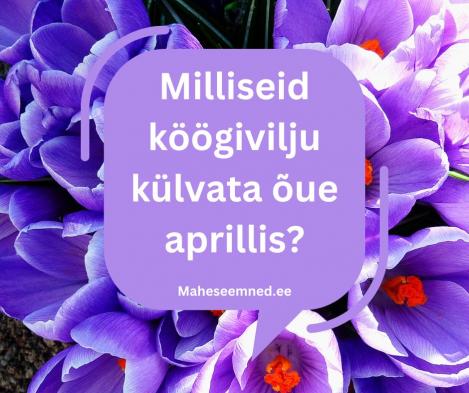 Milliseid köögivilju külvata aprillis?
