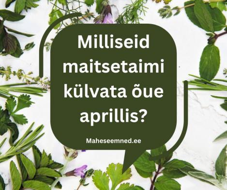 Millsieid maitsetaimi külvata aprillis?