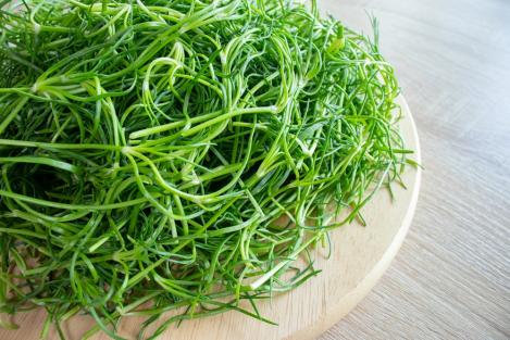 Pakis - Salsola komarovii, okahijiki, jaapani ogamalts, soolrohi, tavaseeme