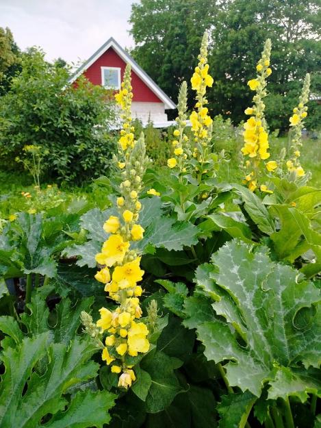 ÜHEKSAVÄGINE- LOODUSLIK VÄETAIM JA RAHVAMEDITSIINI KANGELANE