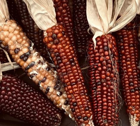 Pakis - Polentamais Pignoletto del Canavese - Maisijahu valmistamiseks, maheseeme, pärandsort