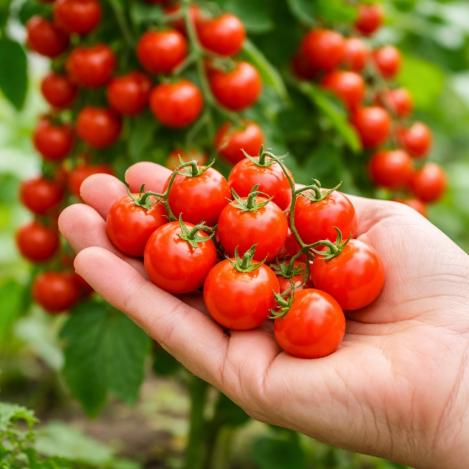Pakis - Tomat Rote Murmel - Sobib ka rõdule, maheseeme