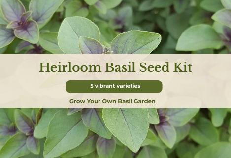 Pakis - Basiilikute pärandsortide assortii, 5 sorti, tavaseeme