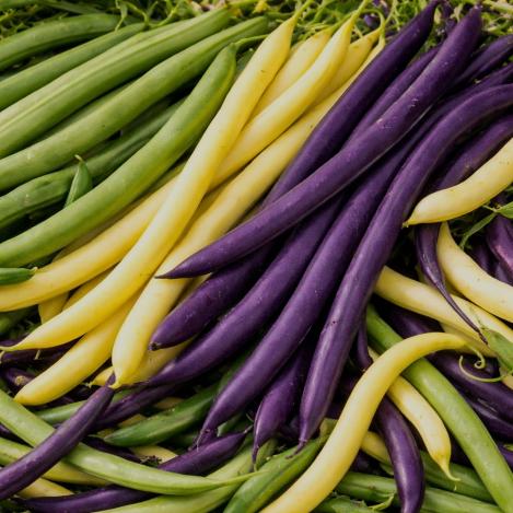 Pakis - Põõsasubade segu – 3 värvi kaunad, maheseeme